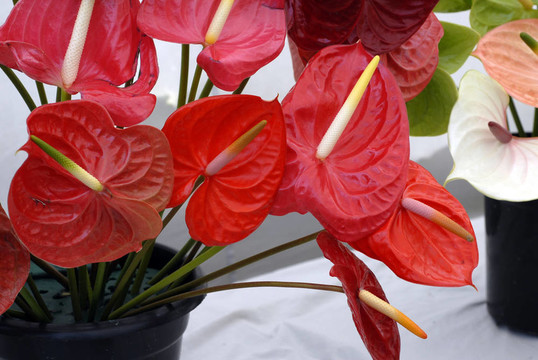 紅anturium花