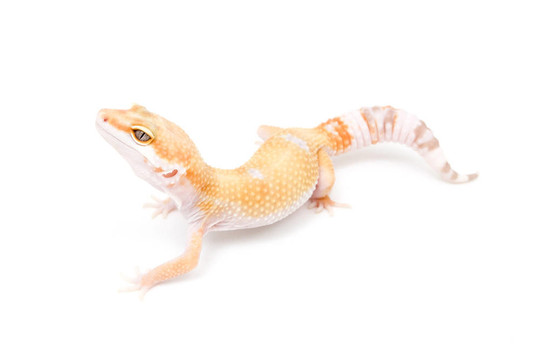 拔河比賽Sunglow Leopard Gecko
