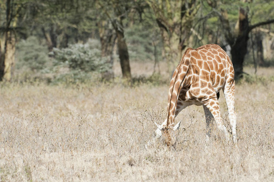 Rothschild Giraffe飼