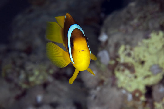 小丑魚