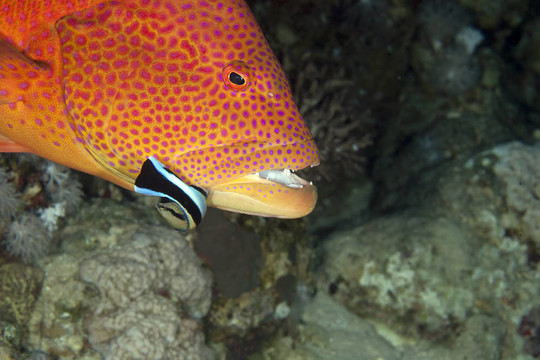 lyretail石斑魚