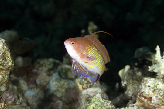 lyretail anthias