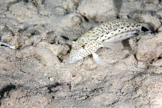 斑點sandperch