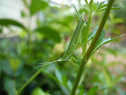 蚱蜢