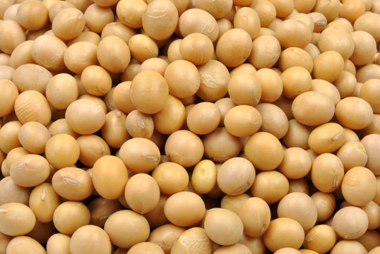 有機(jī)大豆是肉類的好替代品