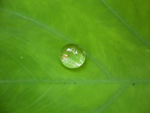 水滴