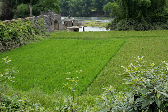 中國(guó)的稻田