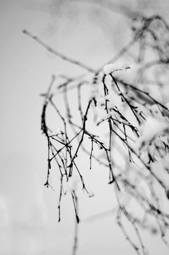雪樹的分支
