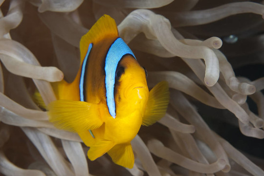 小丑魚