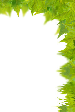 美麗的綠葉在春天的白色隔離