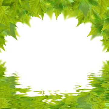 美麗的綠葉在春天的白色隔離