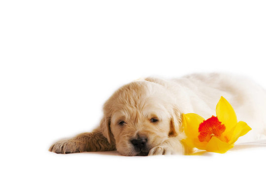 黃金獵犬小狗孤立在白色背景與花