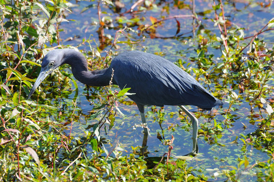 大藍鷺（Ardea herodias）在沼澤地；佛羅里達州