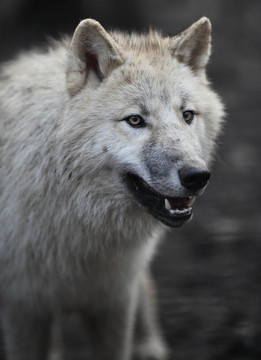 北極狼（Canis lupus arctos）又名北極狼或White Wolf關(guān)閉了這個美麗的捕食者