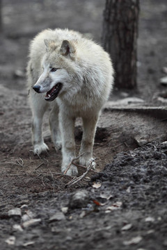 北極狼（Canis lupus arctos）又名北極狼或White Wolf關(guān)閉了這個(gè)美麗的捕食者