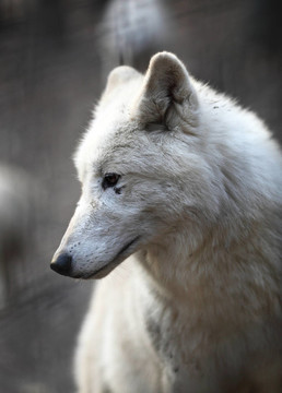 北極狼（Canis lupus arctos）又名北極狼或White Wolf關(guān)閉了這個美麗的捕食者