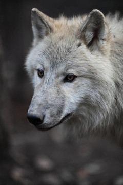 北極狼（Canis lupus arctos）又名北極狼或White Wolf關(guān)閉了這個(gè)美麗的捕食者