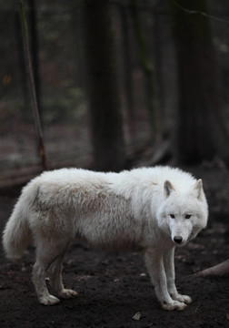 北極狼（Canis lupus arctos）又名北極狼或White Wolf關(guān)閉了這個美麗的捕食者