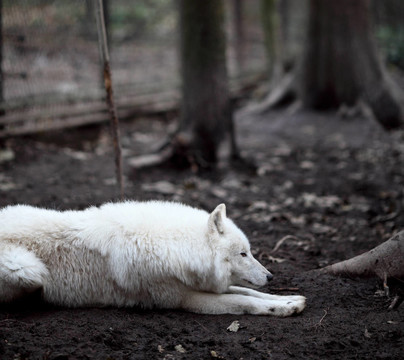 北極狼（Canis lupus arctos）又名北極狼或White Wolf關閉了這個美麗的捕食者