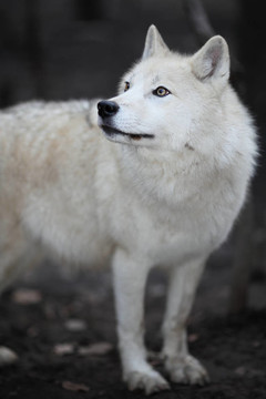 北極狼（Canis lupus arctos）又名北極狼或White Wolf關(guān)閉了這個美麗的捕食者