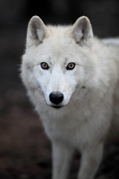 北極狼（Canis lupus arctos）又名北極狼或White Wolf關(guān)閉了這個(gè)美麗的捕食者