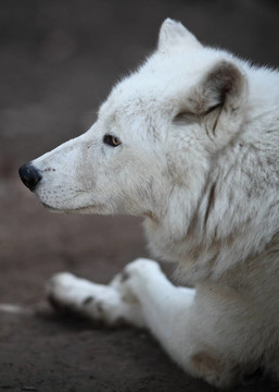 北極狼（Canis lupus arctos）又名北極狼或White Wolf關(guān)閉了這個(gè)美麗的捕食者