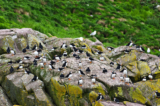 在纽芬兰岛的岩石海雀