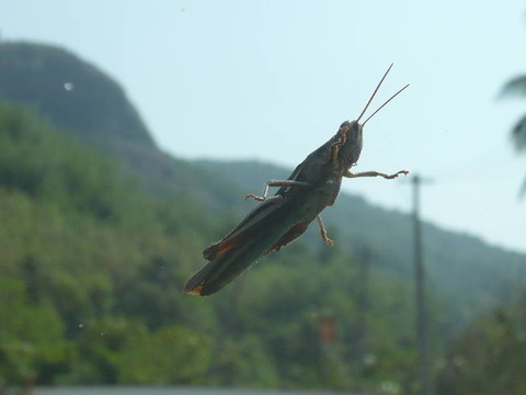 蚱蜢