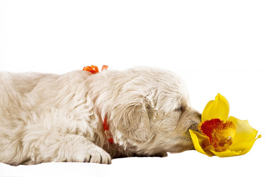 黃金獵犬小狗孤立在白色背景與花