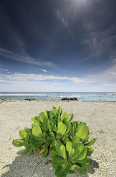 該小灌木（Hernandia nymphaeifolia）在康杜瑪島島的海灘；馬爾代夫