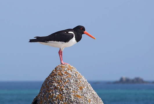 歐亞蠣鷸（Haematopus ostralegus）在磐石上；英國錫利群島。