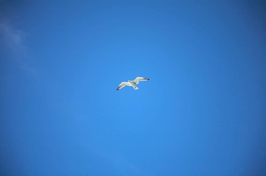 白seagul前