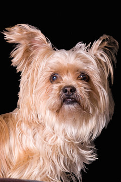 可愛的小梗犬