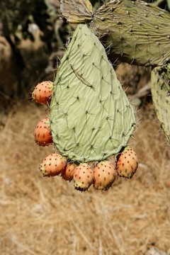 tzabar仙人掌的果實；或仙人掌（Opuntia ficus Indica）