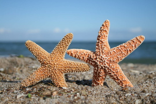 魚星