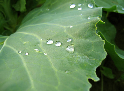 帶雨滴的樹葉