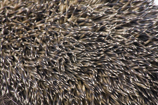 hedgehoge特寫