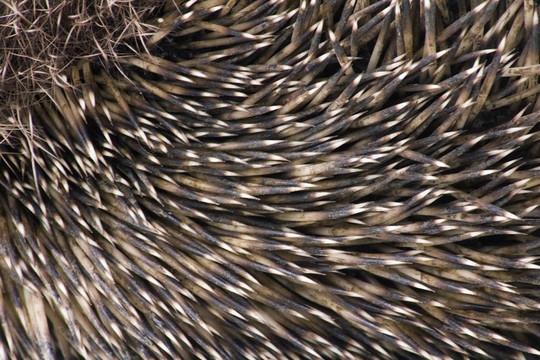 hedgehoge成年男性特寫