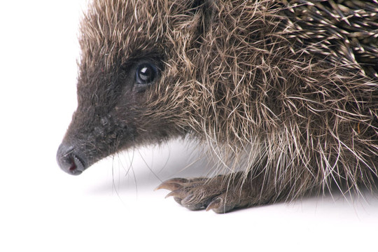 hedgehoge成年雄性白色隔離