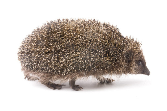 hedgehoge成年雄性白色隔離