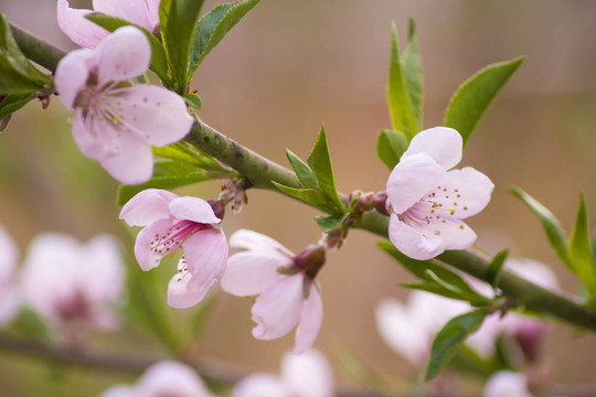 桃子樹開花