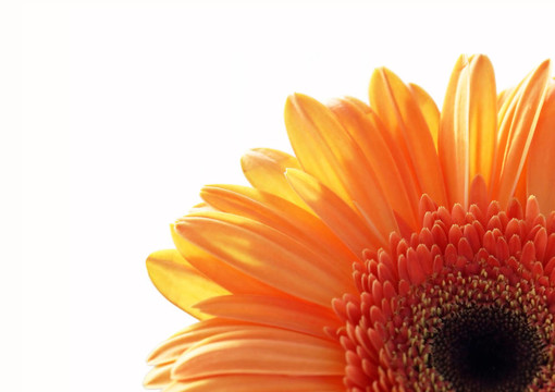 片段gerber daisy flower