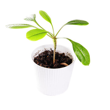 室內(nèi)巴豆植物