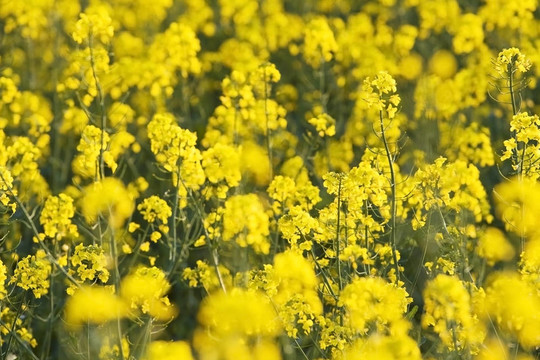 油菜花