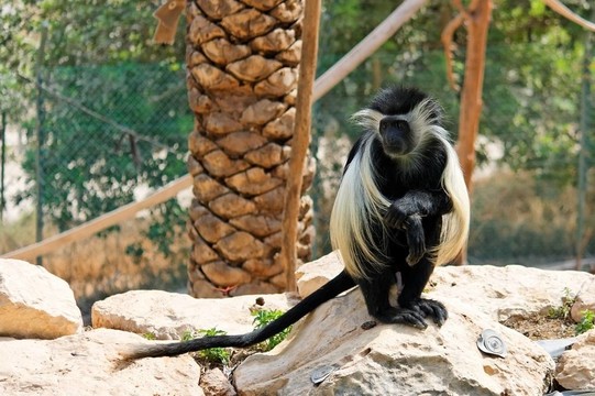 黑白疣猴坐在棕櫚樹(shù)下在動(dòng)物園