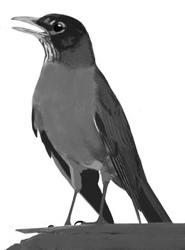 北美知更鳥
