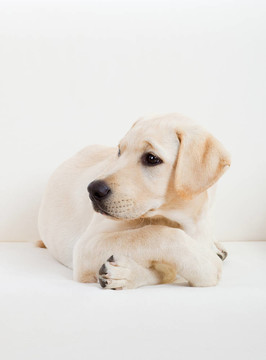 可愛(ài)的拉布拉多犬