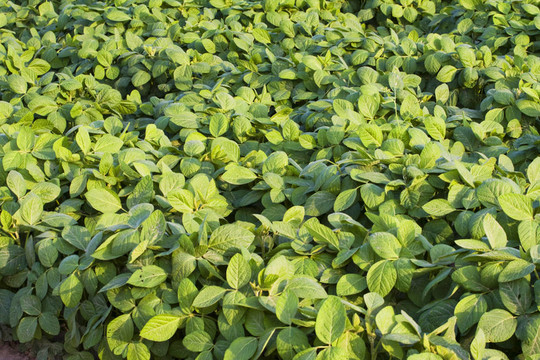 綠色種植大豆田