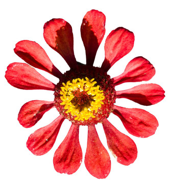 Daisy flowes孤立在白色背景