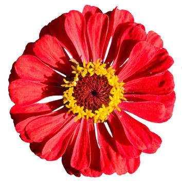 Daisy flowes孤立在白色背景